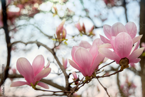 Beautiful magnolia flower. A closeup of a pink flower. Streaks on the petals. © Evgenia
