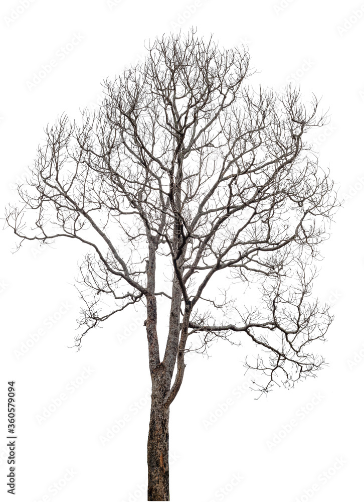 death tree isolated on white background with clipping path death tree isolated on white background with clipping path