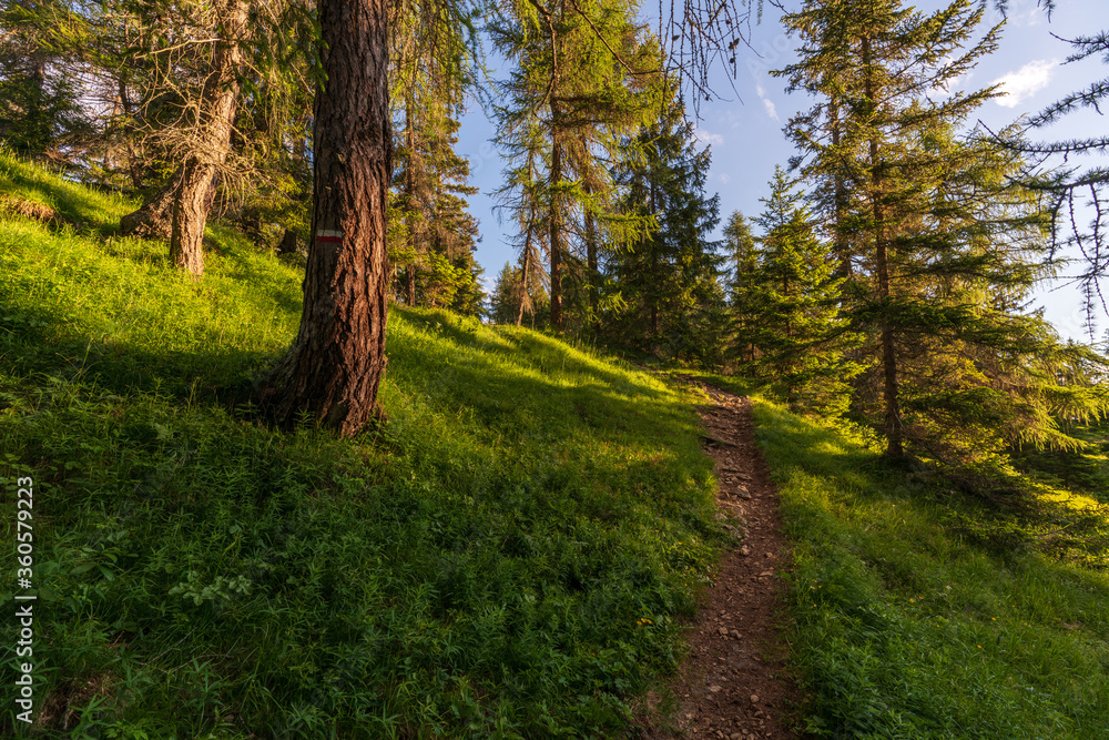 Walking trail leading through the forest from Monte Penegal to Monte Macaion in Italian South Tyrol. Walking trail leading through the forest from Monte Penegal to Monte Macaion in Italian South Tyrol.