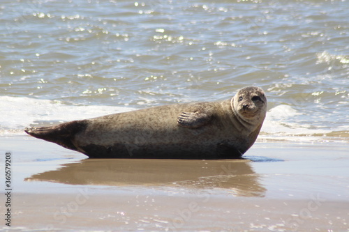 Earless seal on a mudflat.