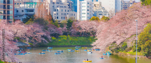 Fotografie Panorama landscape image of Tokyo Japan Sakura or Cherry blossom in full blooming, Chidorigafuchi park with full bloom sakura in Tokyo, Japan