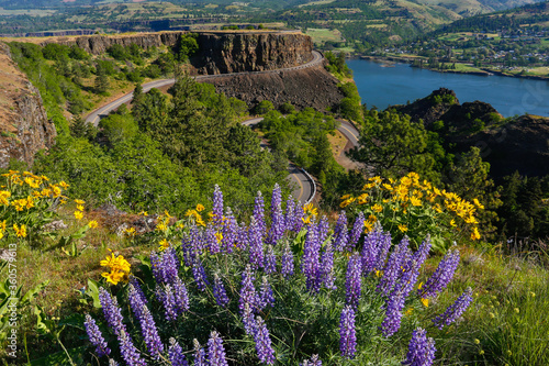 Lupine and balsom root flowers and the Rowena Loops section of the historic Columbia Riber Gorge scenic highway, Oregon. photo