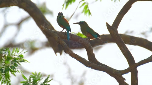 Two turquoise browed motmots (Eumomota superciliosa) also known as Torogoz sit on the tree branch in Costa Rica photo