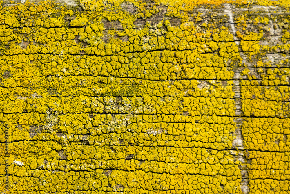 Naklejka premium Background texture yellow substance on wood