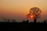 The silhouette of the tree with beautiful branching in a meadow, with the background of orange sky and the sunset