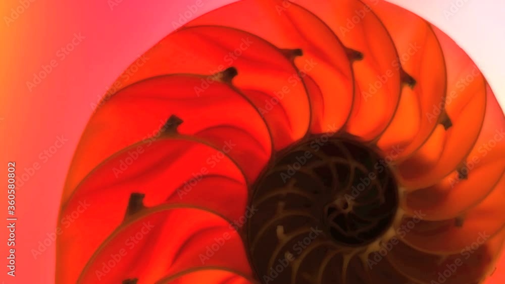 Close up of a split nautilus shell Close up of a split nautilus shell