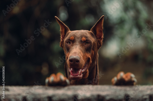 Fotografia portrait of a dog