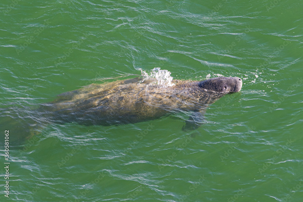 mammal manati
