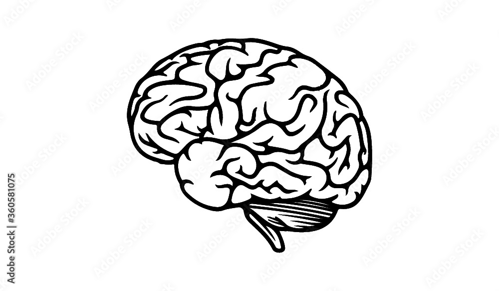 cerebro cerebro