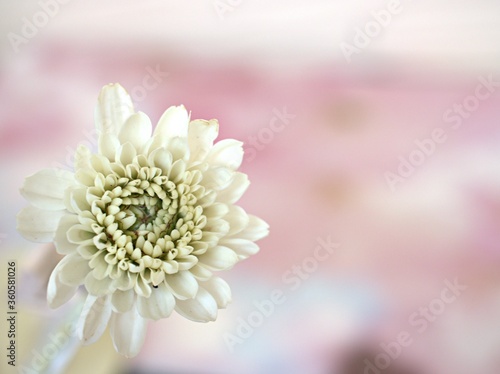 close up of white daisy Chrysanthemum  mums   chrysanths flower with sweet pink background  macro image  sweet color for card design  soft focus  blurred background