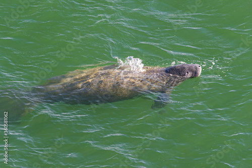 Obraz na płótnie mammal manati w salonie