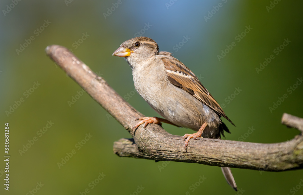 A house sparrow A house sparrow
