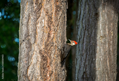A pileated woodpecker " Dryocopus pileatus " searches for food in a Canadian forest .
