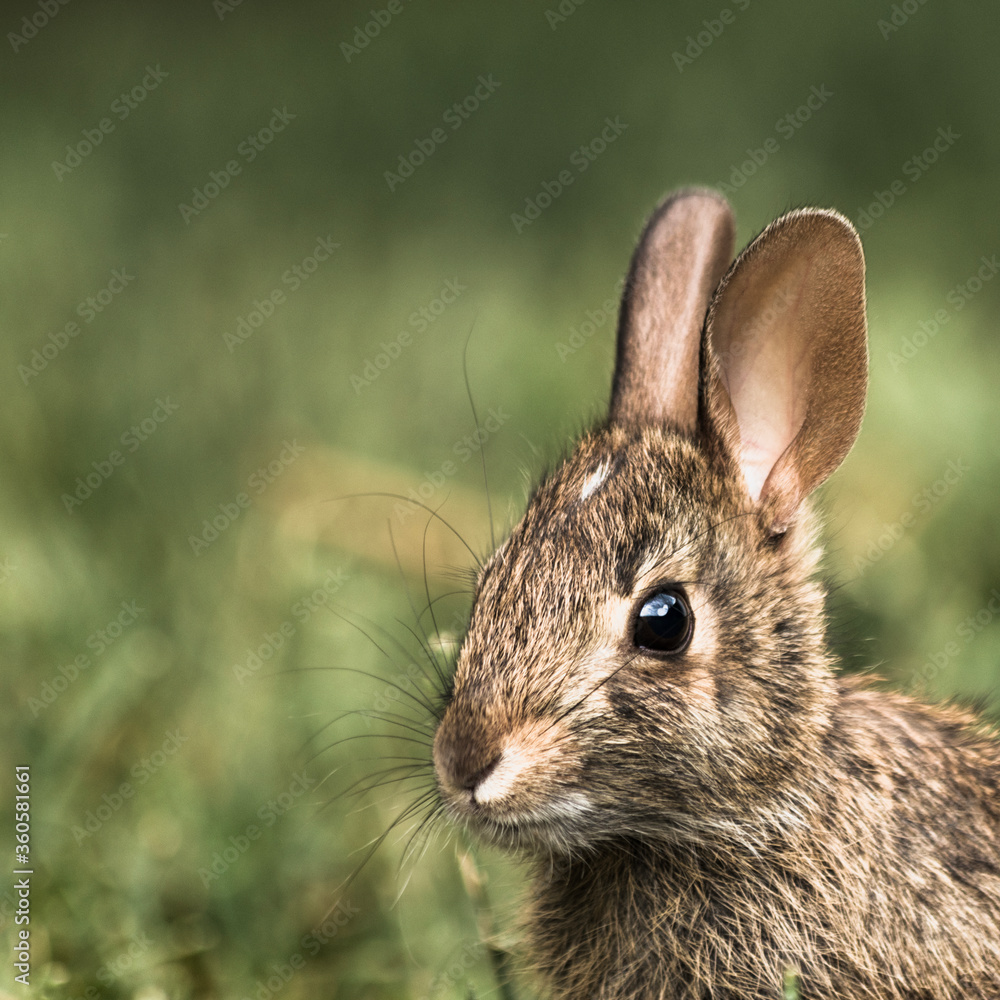 Obraz premium Adorable baby rabbit portrait on green background - in nature