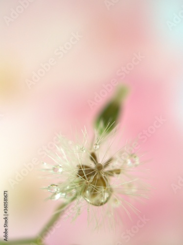 Closeup white bud flower branch with water drops on green weed plants  sweet pink blurred background  macro image  sweet color for card design  soft focus  droplets on plants for wallpaper