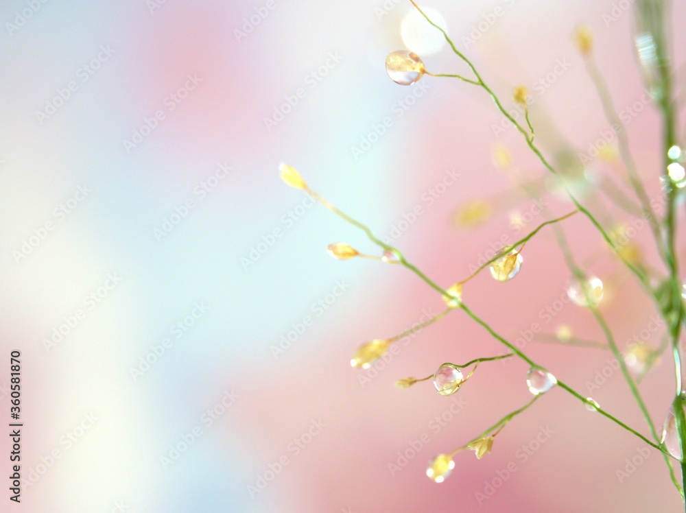 Closeup green grass branch with water drops on weed ,sweet pink blurred background ,macro image ,sweet color for card design ,soft focus ,droplets on plants for lovely wallpaper Closeup green grass branch with water drops on weed ,sweet pink blurred background ,macro image ,sweet color for card design ,soft focus ,droplets on plants for lovely wallpaper