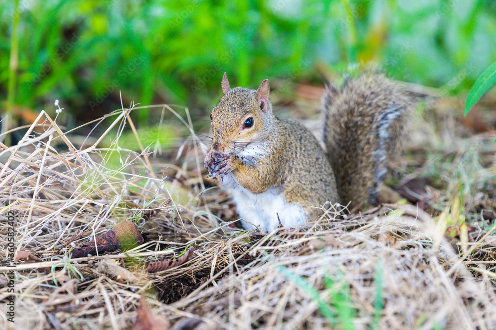 Eastern Gray Squirrel in natural habitat in southern marsh Eastern Gray Squirrel in natural habitat in southern marsh