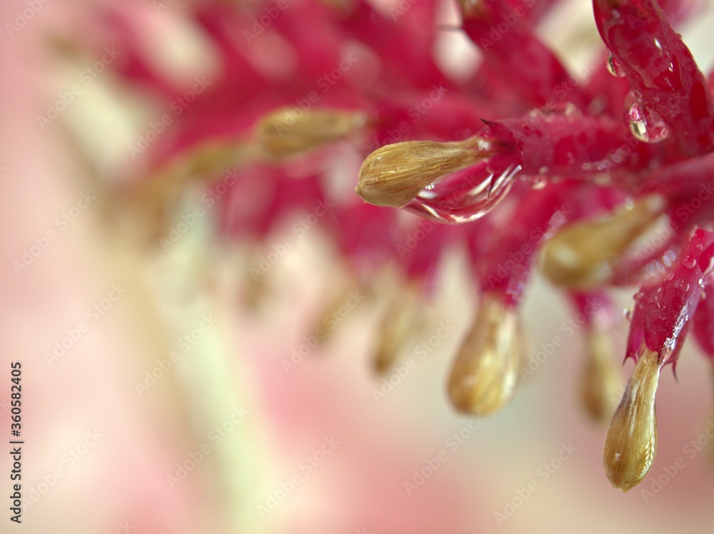 Closeup pink flower plants with droplets on petals ,shiny water drops and bright pink blurred background , macro image , soft focus ,sweet color for card design Closeup pink flower plants with droplets on petals ,shiny water drops and bright pink blurred background , macro image , soft focus ,sweet color for card design