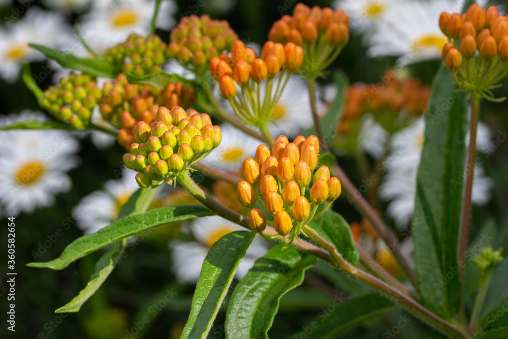 Close up view of young orange and yellow butterfly weed (asclepias tuberosa) flower buds in an outdoor ornamental garden setting Close up view of young orange and yellow butterfly weed (asclepias tuberosa) flower buds in an outdoor ornamental garden setting