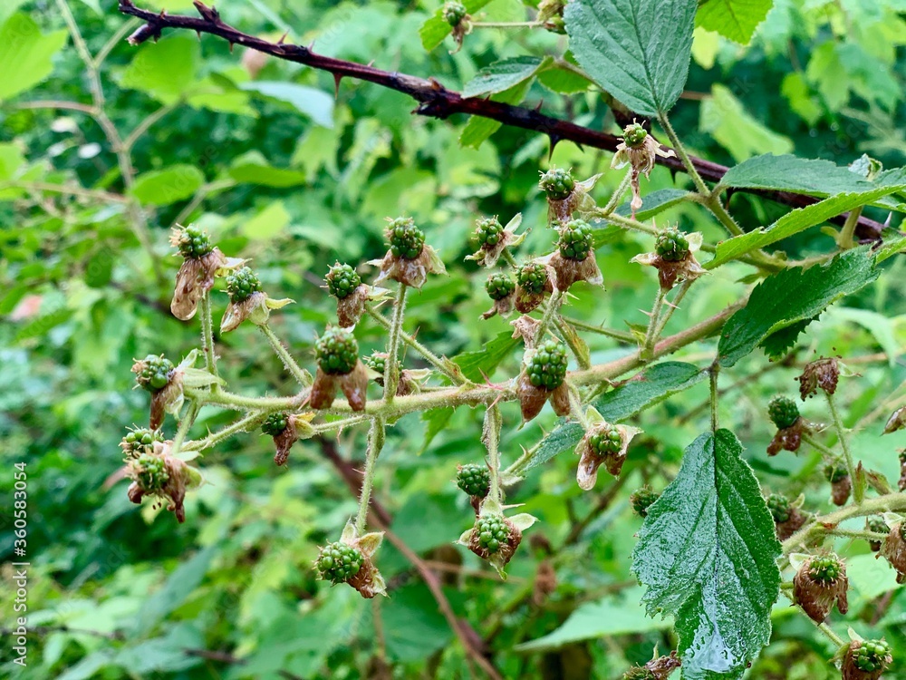 Wild Blackberries growing in the Forest Wild Blackberries growing in the Forest