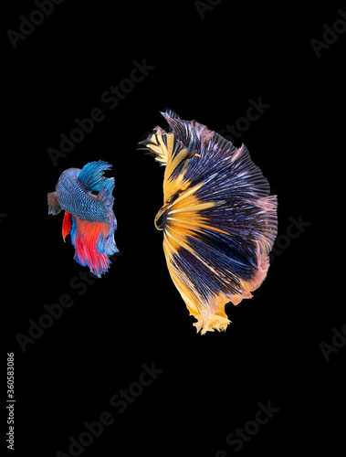 Beautiful colors"Halfmoon Betta" capture the moving moment beautiful of siam betta fish in thailand on black background