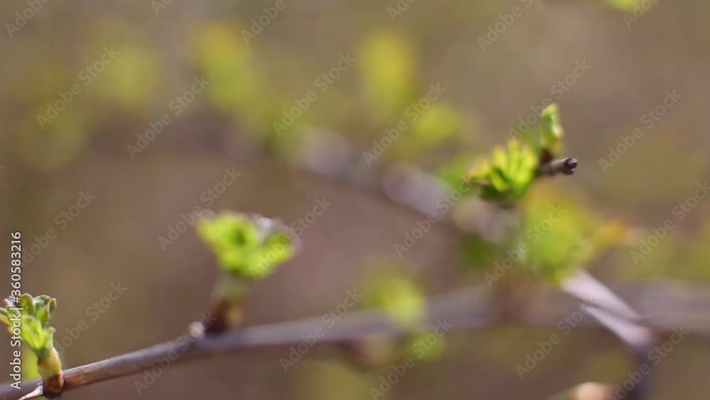 spring branches with young leaves and buds bloom. branches with young herbs spring branches with young leaves and buds bloom. branches with young herbs