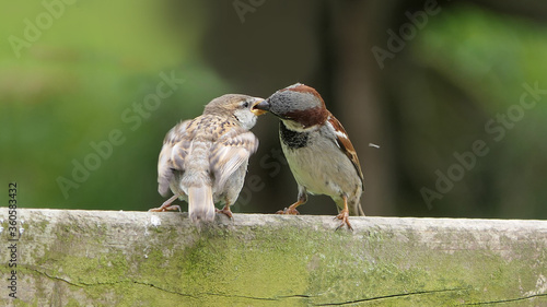 House Sparrow Feeding young chicks