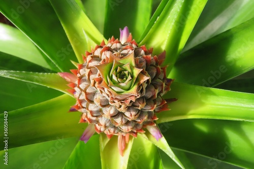 Wallpaper Mural Tropical pineapple flower on natural green leaves background, closeup Torontodigital.ca