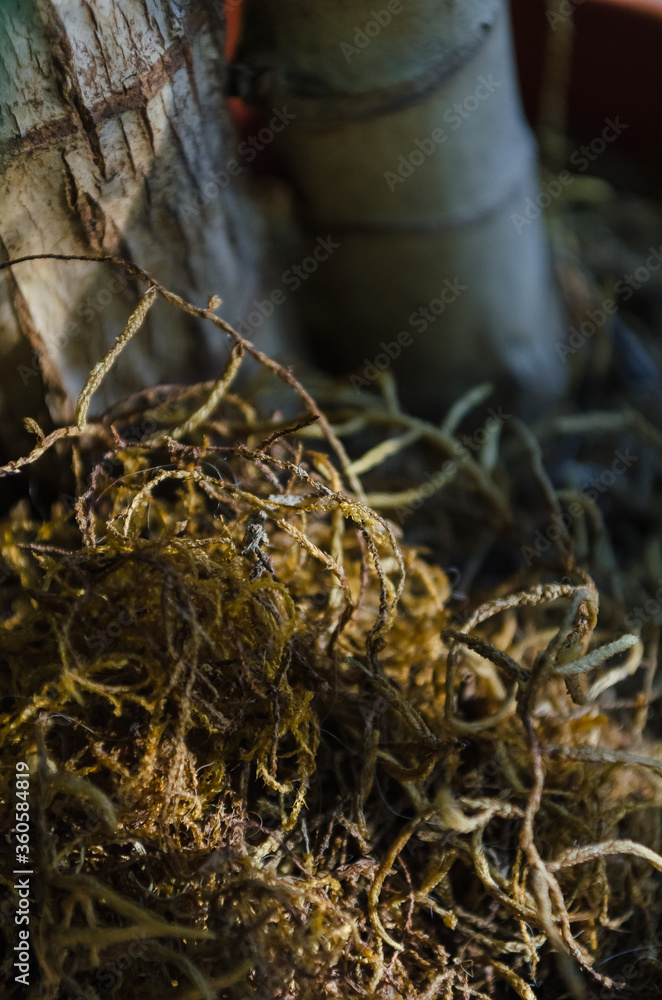 Obraz premium Dry moss decorating a pot