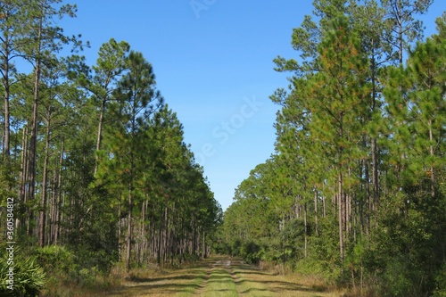 Beautiful landscape of North Florida wild forest