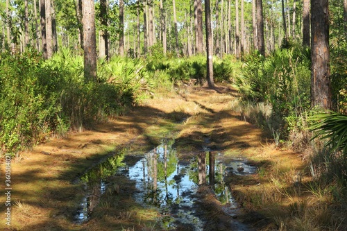 Fototapeta Naklejka Na Ścianę i Meble -  Beautiful landscape of North Florida wild forest