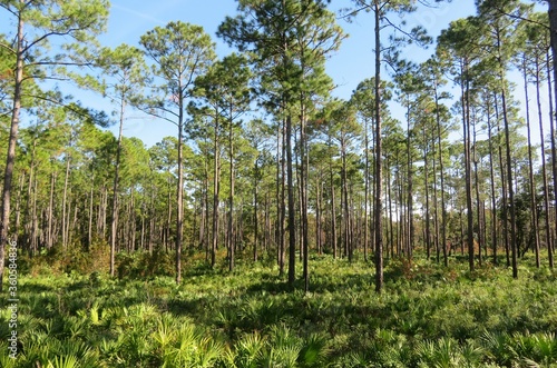 Принти на полотні Beautiful landscape of Florida wild forest