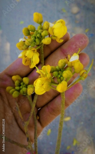 Yellow flowers in Spring Time from 