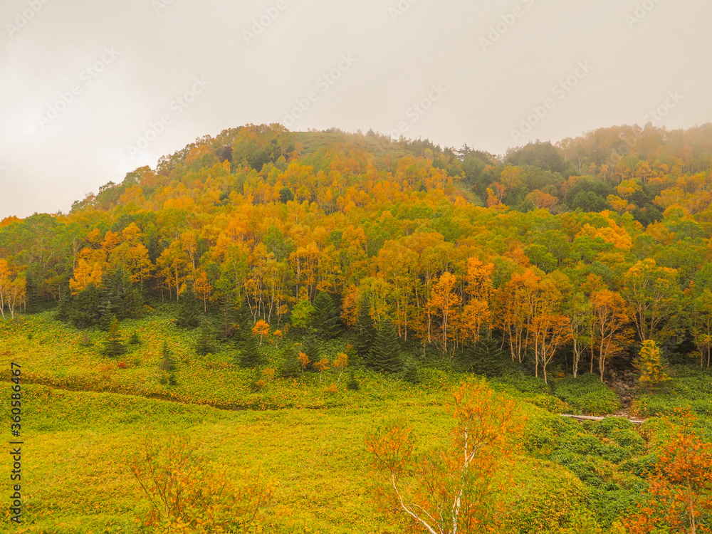 紅葉の志賀高原・木戸池付近の霧にかすむ丘