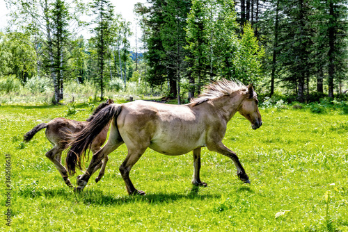 horse and foal