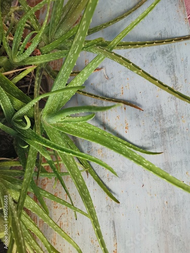 close up of aloe vera