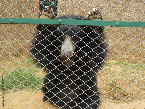 Indian bear in zoo close up shots against fence
