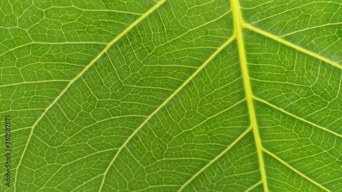 Green bodhi leaf close up