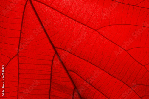 Red leaf, close up for design, including copying text