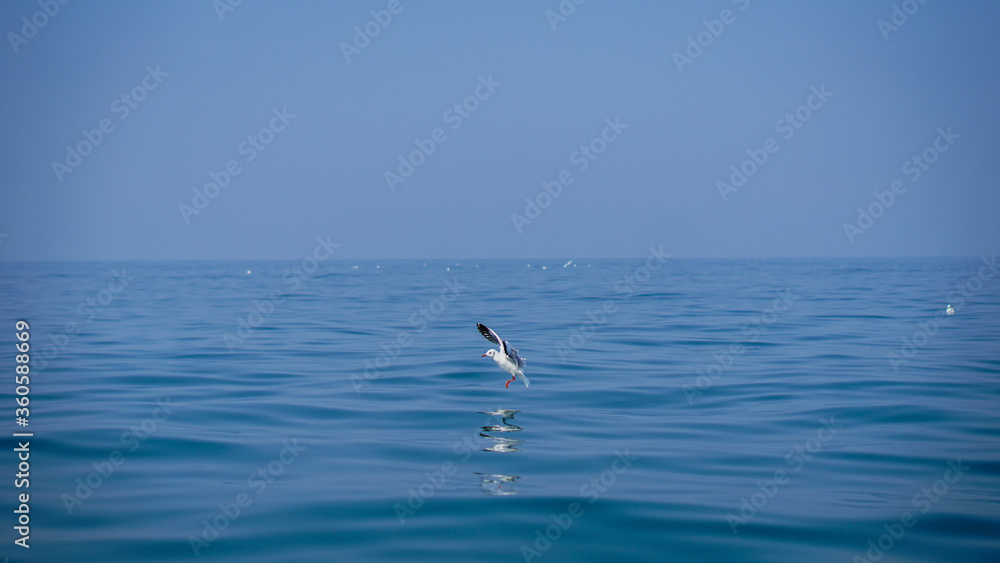 seagull in sea