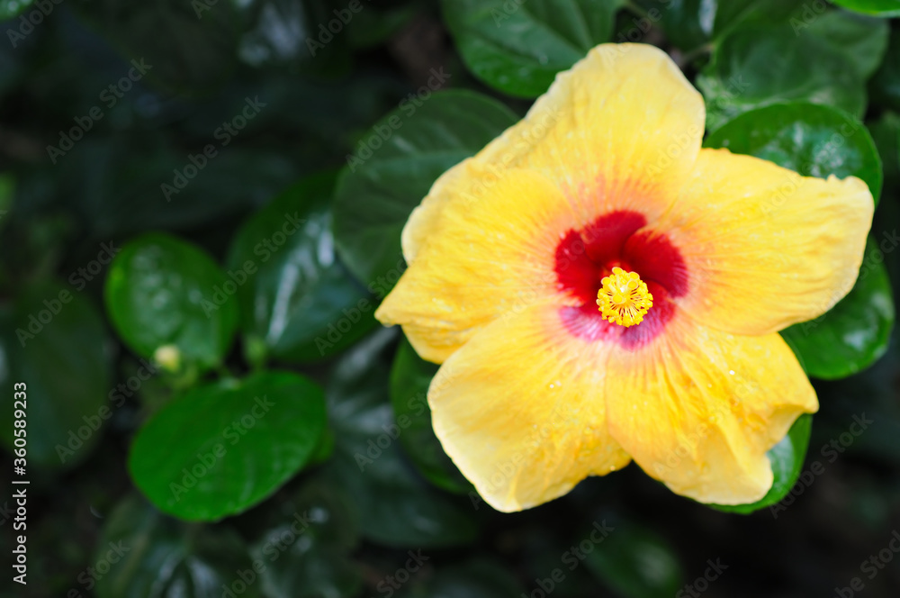 A Vibrant Yellow Hibiscus (focus on the pistil) A Vibrant Yellow Hibiscus (focus on the pistil)