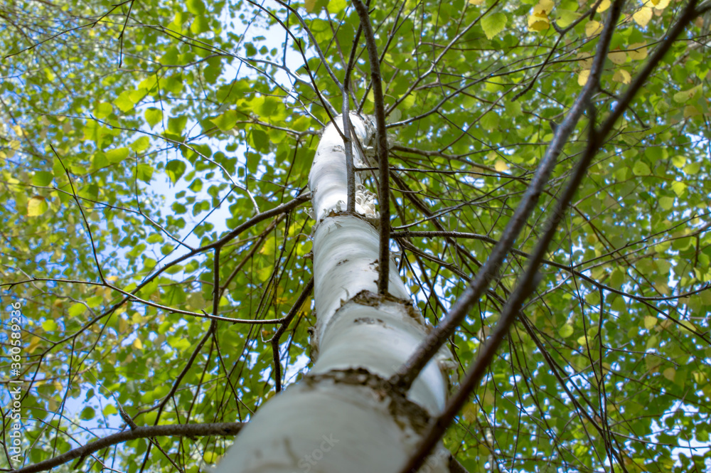 Fototapeta premium birch trunk against the sky