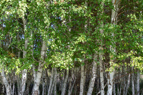 birch grove background