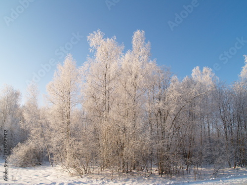 trees in the snow