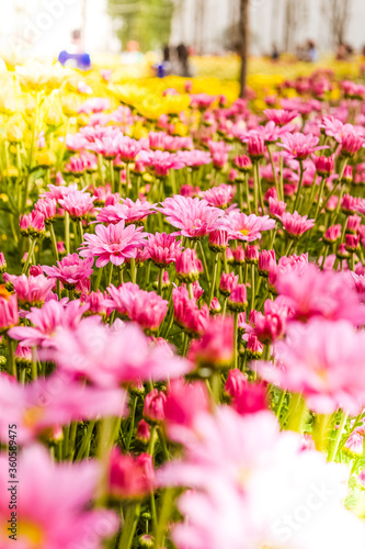 Soft blur of chrysanthemum flowers