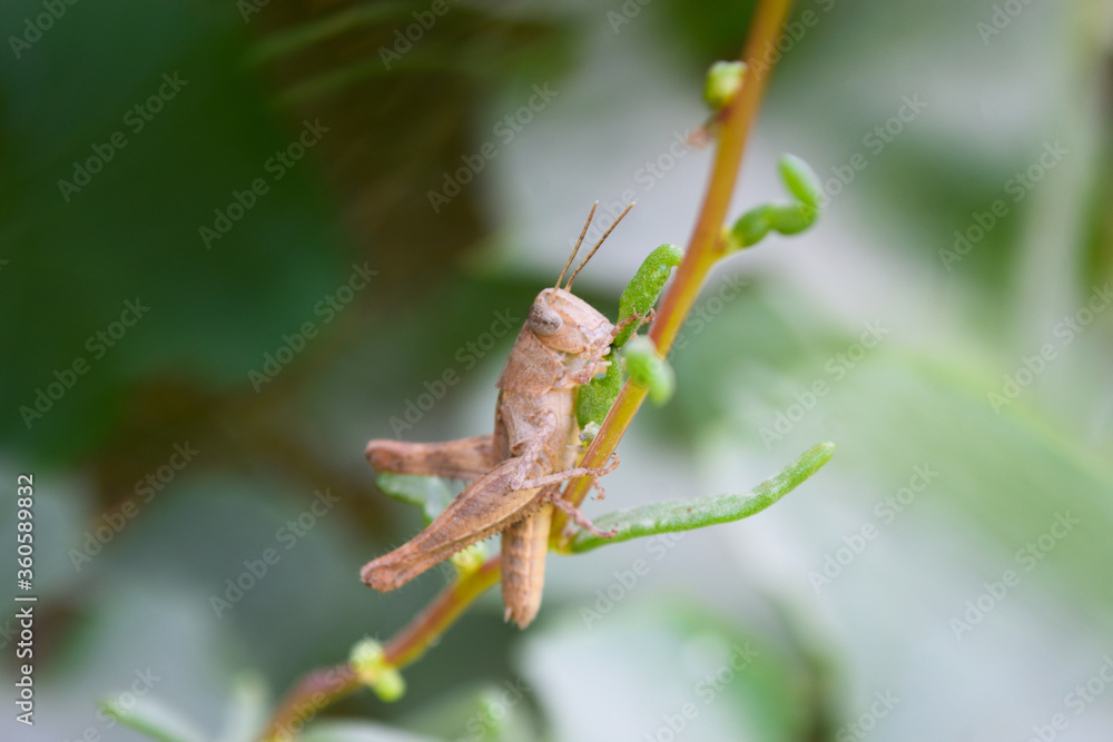 grasshopper on plant flower leaf, insect animal garden ecology, environment grass close up arthropods wildlife grasshopper on plant flower leaf, insect animal garden ecology, environment grass close up arthropods wildlife