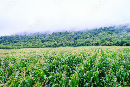 Corn field on the mountain