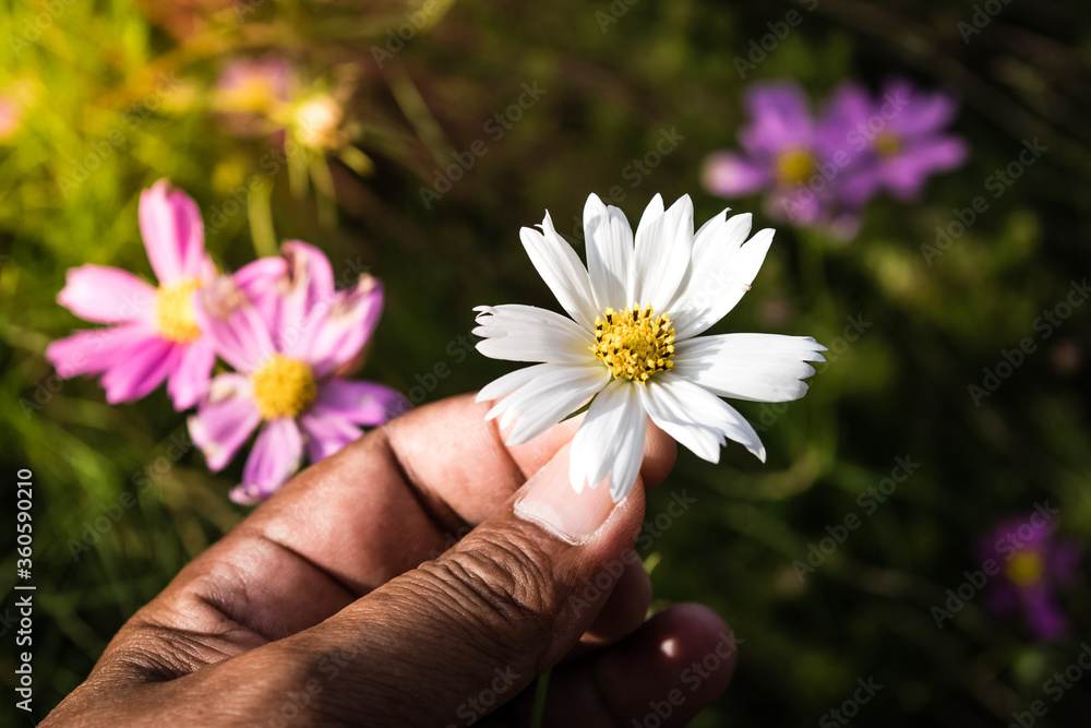 cosmos flower in the man hand cosmos flower in the man hand