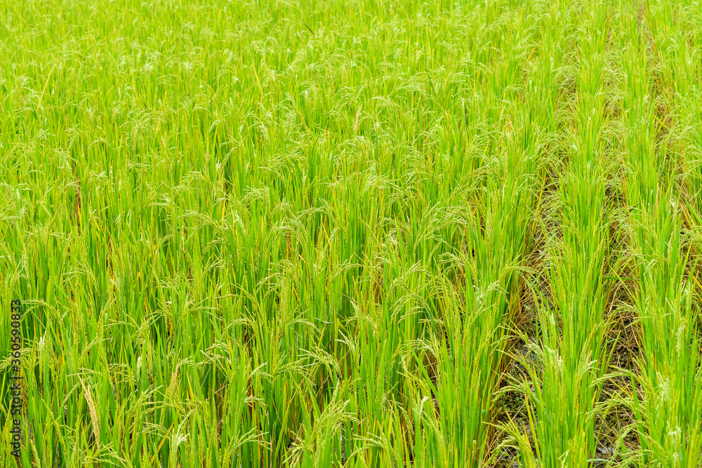 rice field in the farm rice field in the farm