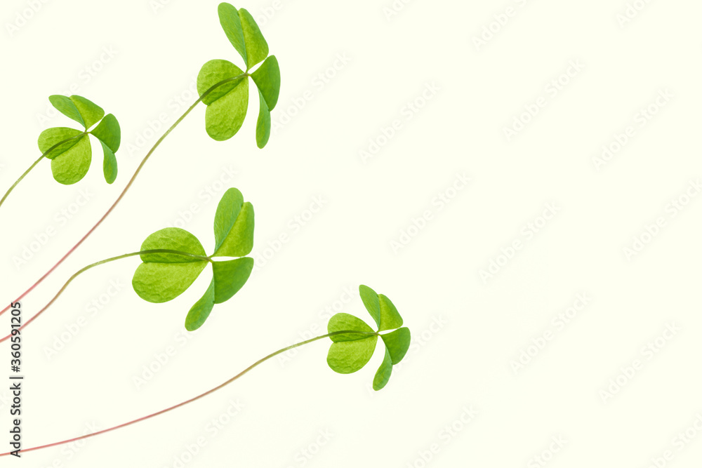 Obraz premium green clover leaves isolated on white background. St.Patrick 's Day